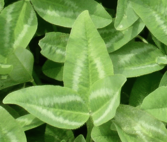 Kura Clover - The Ultimate Budget Friendly Food Plot - Hale Habitat & Seed