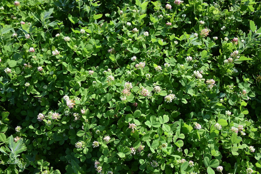 Balansa Clover (pre-inoculated)