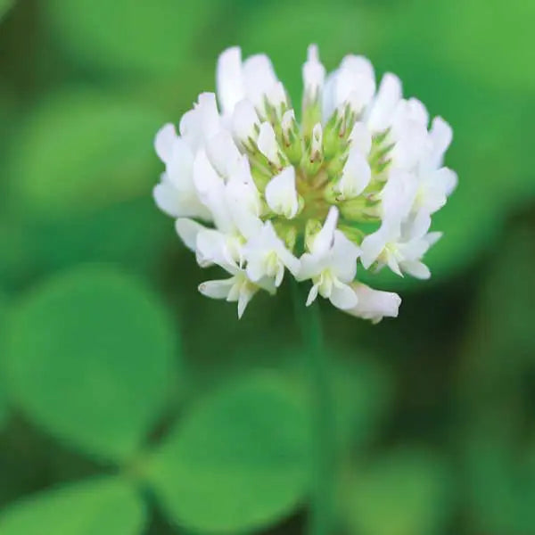 Ladino White Clover (pre-inoculated)
