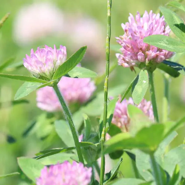 Medium Red Clover (pre-inoculated)