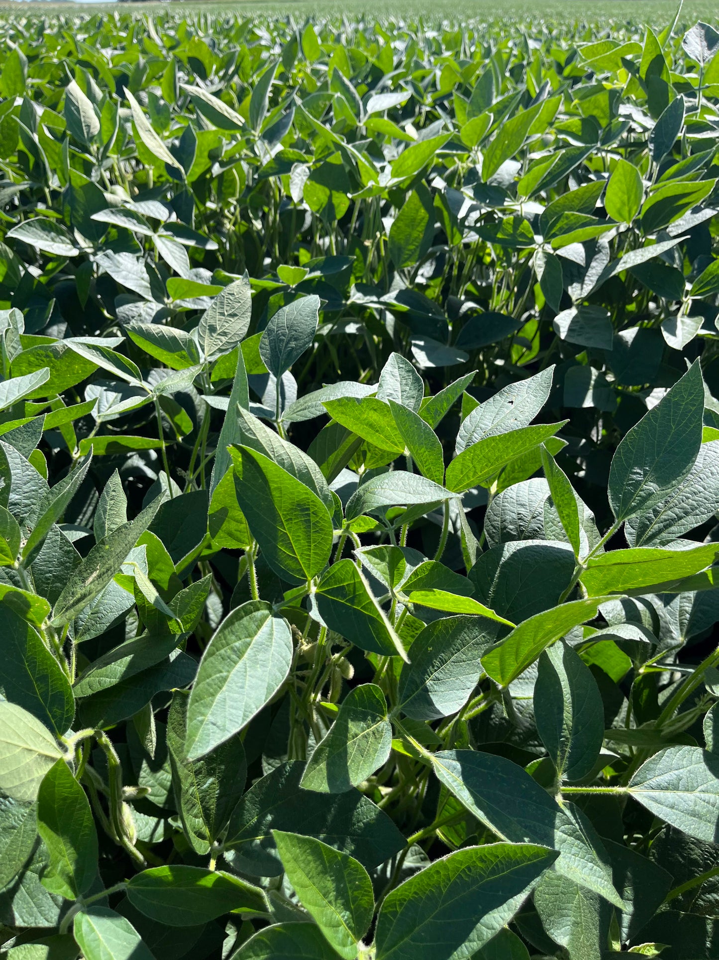 Glyphosate Tolerant Forage Soybeans (Roundup Ready)