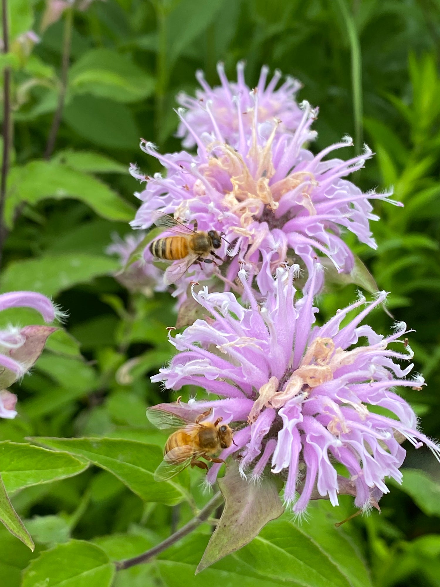 Bees pollinating Wild Bergamot