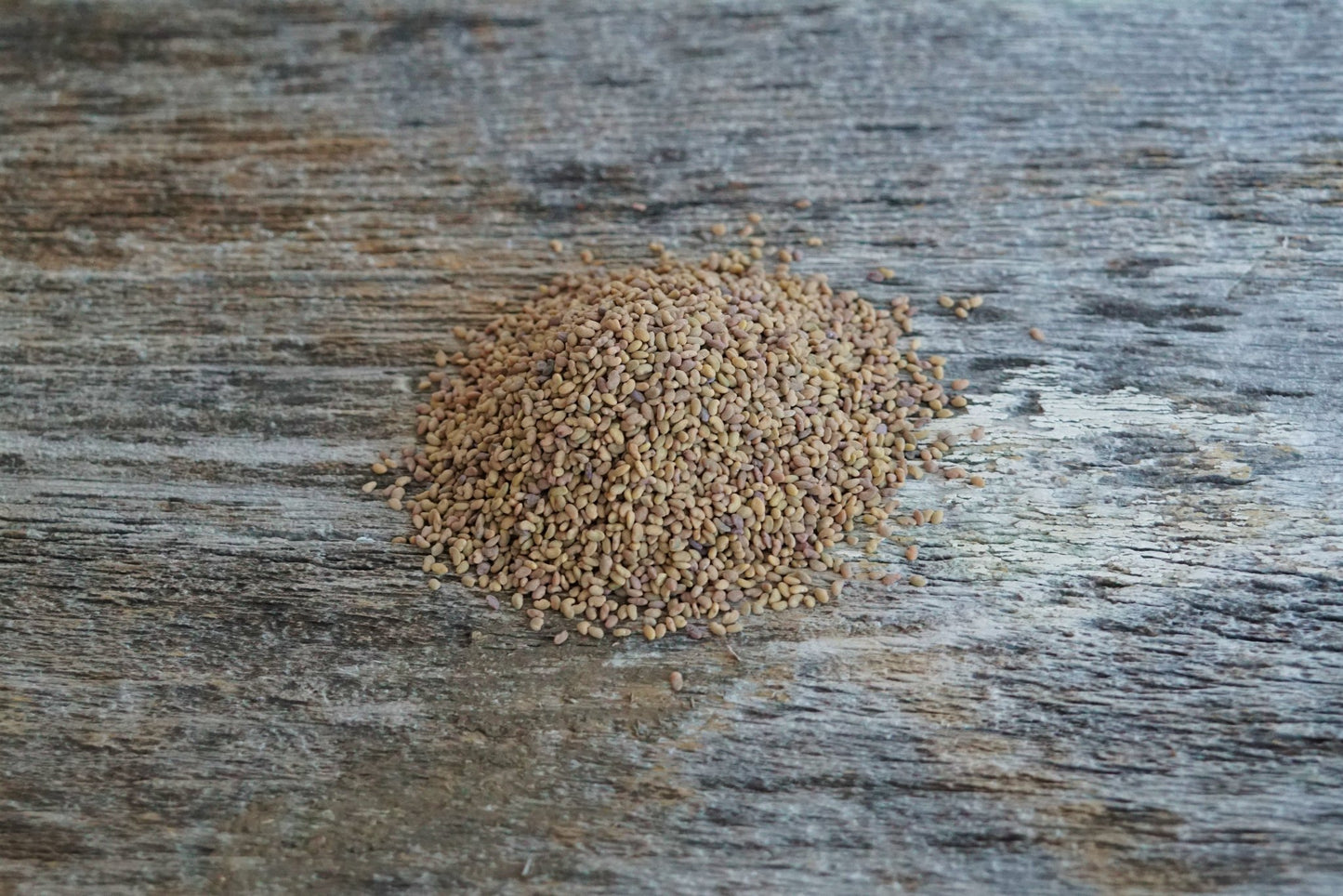 Alfalfa (Vernal, pre - inoculated) - Hale Habitat & Seed
