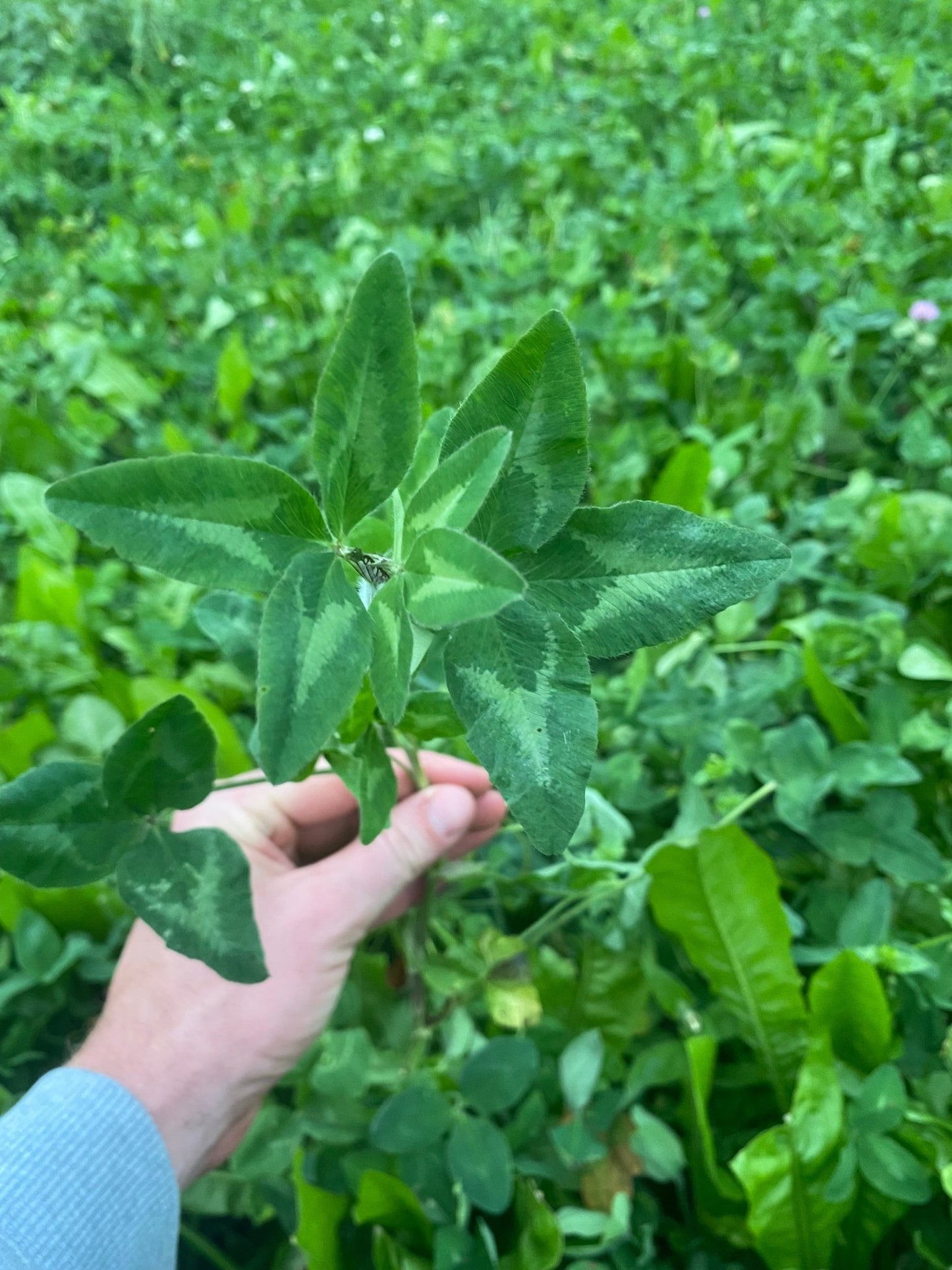 Alfalfa (Vernal, pre - inoculated) - Hale Habitat & Seed