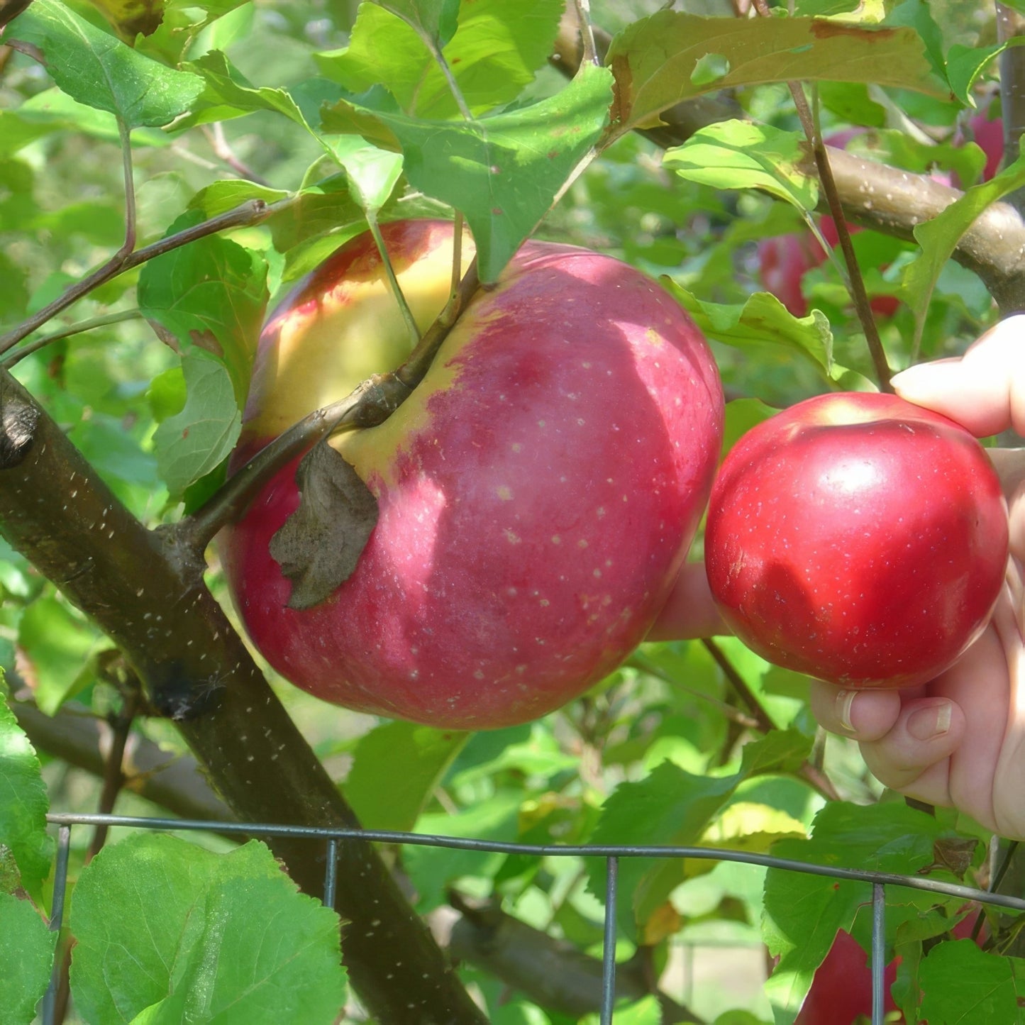 All Season Apple Tree Bundle - 10 Trees and Kits - Hale Habitat & Seed