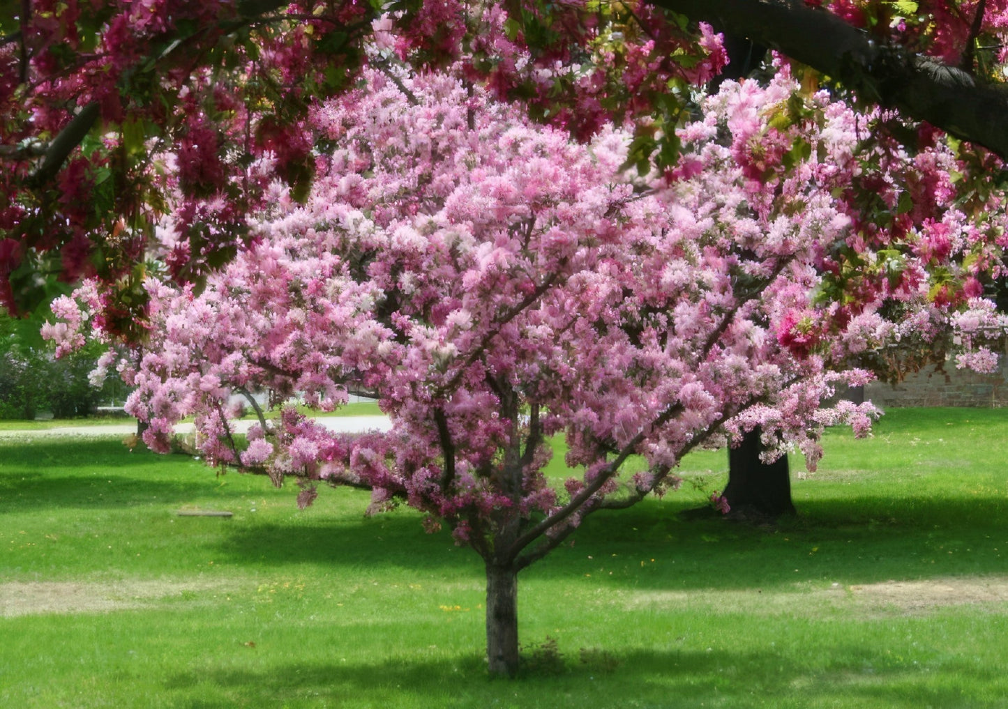 All Season Apple Tree Bundle - 10 Trees and Kits - Hale Habitat & Seed