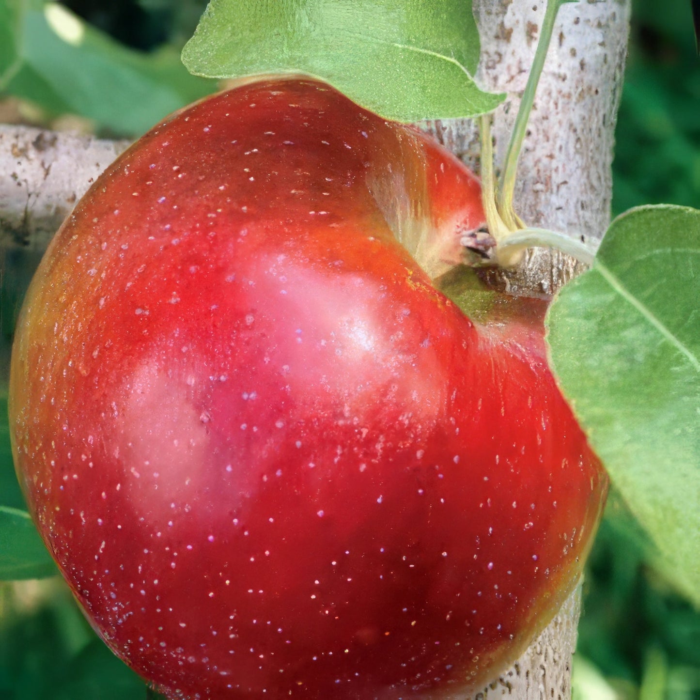 All Season Apple Tree Bundle - 10 Trees and Kits - Hale Habitat & Seed