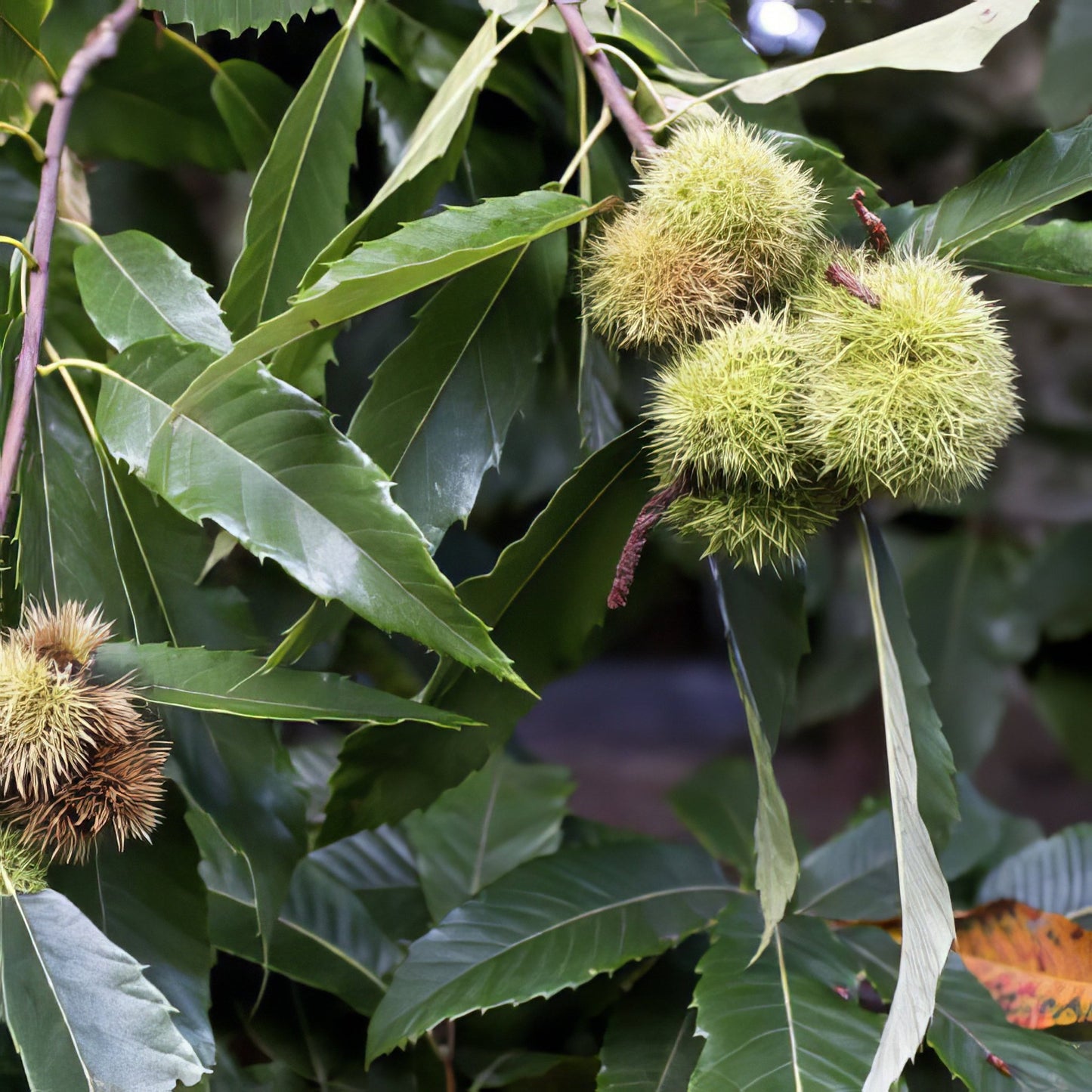 All Season Chestnut Tree Bundle - 10 Trees and Kits - Hale Habitat & Seed