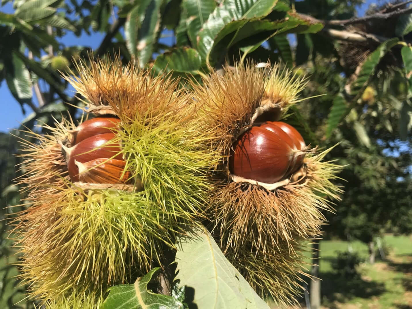 All Season Chestnut Tree Bundle - 10 Trees and Kits - Hale Habitat & Seed
