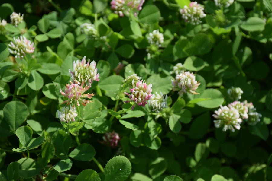 Balansa Clover (pre - inoculated) - Hale Habitat & Seed