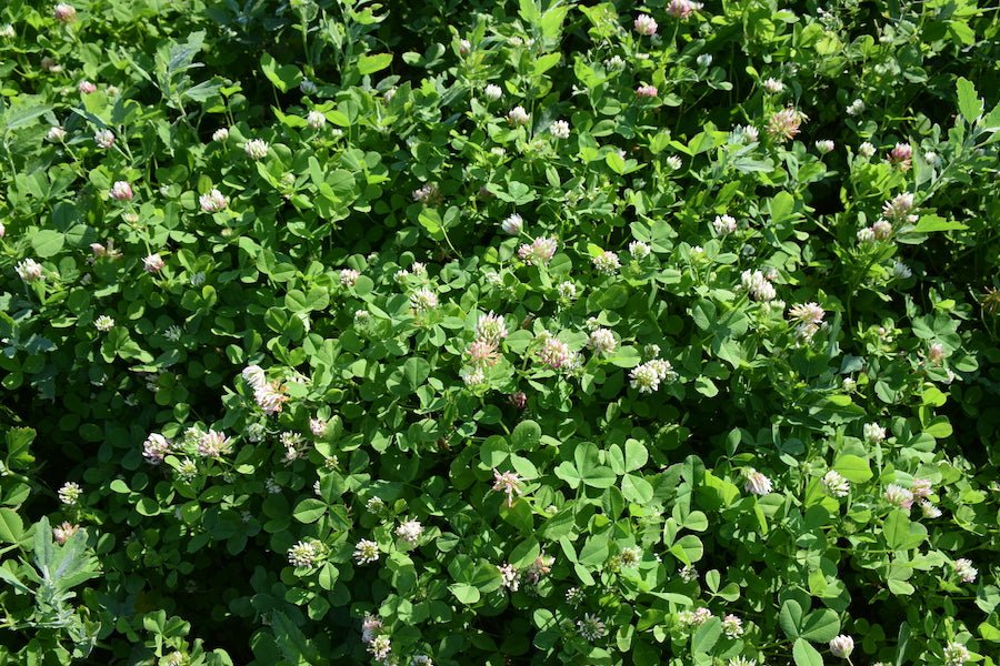 Balansa Clover (pre - inoculated) - Hale Habitat & Seed