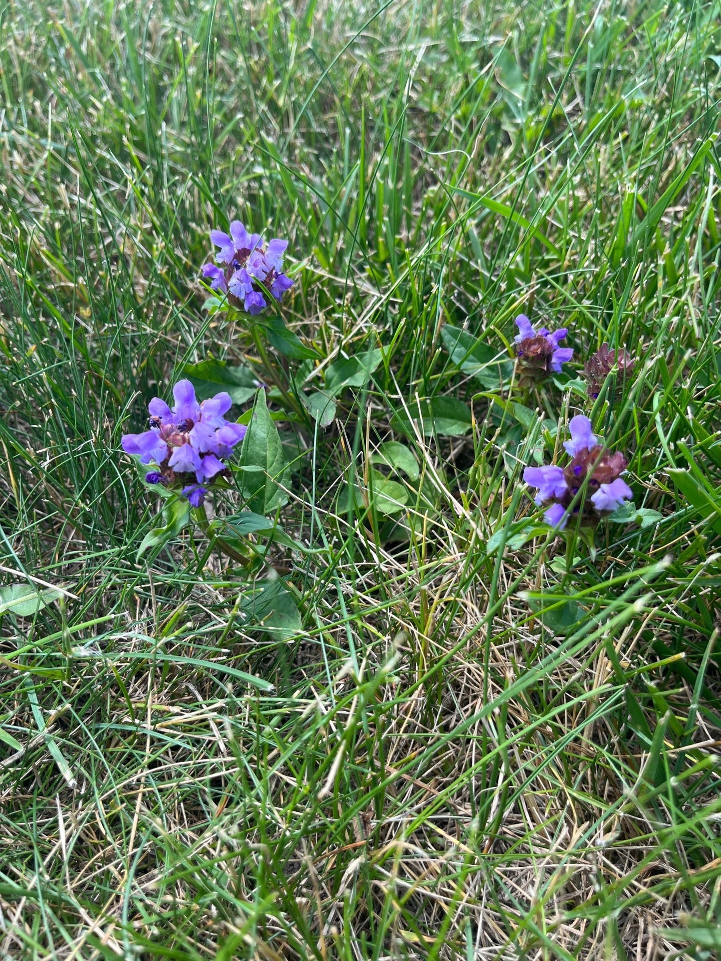 Bee Lawn Mix - Hale Habitat & Seed
