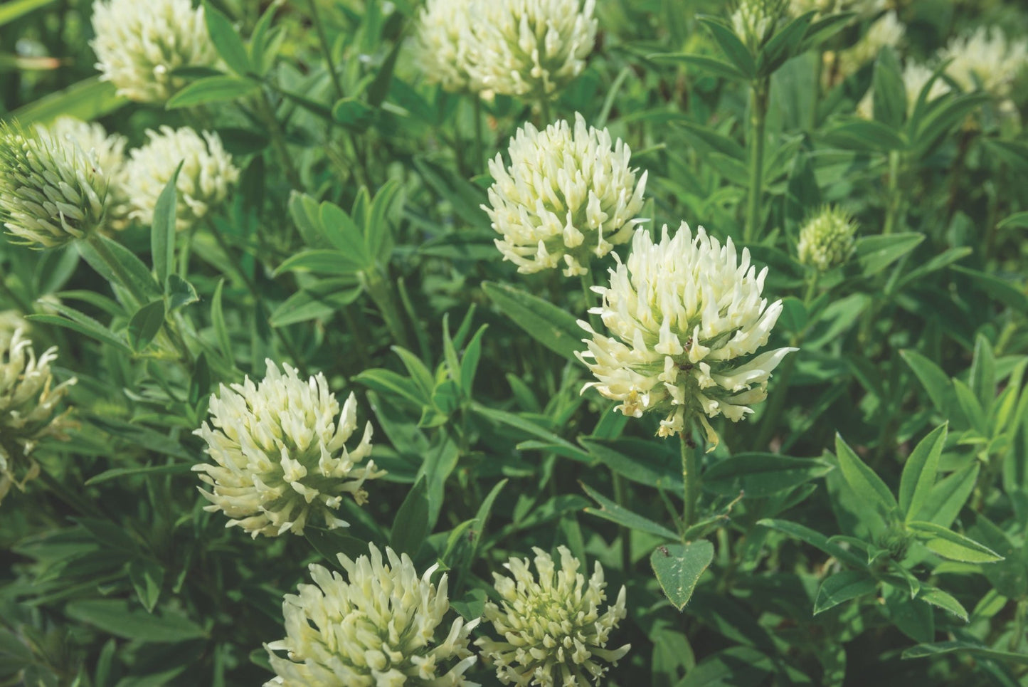 Berseem Clover (pre - inoculated) - Hale Habitat & Seed