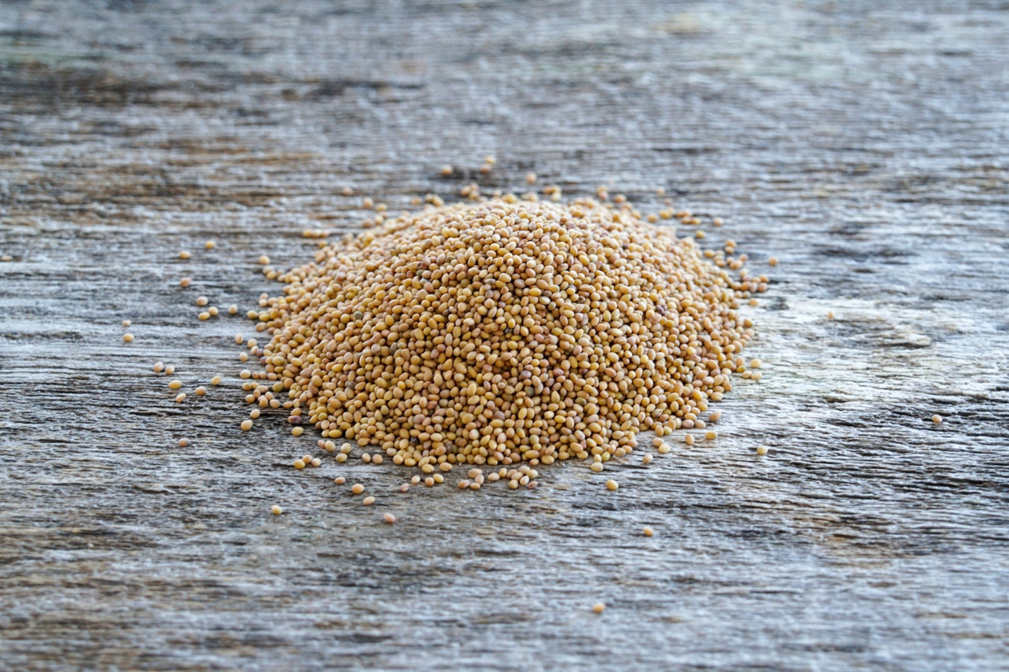 Berseem Clover (pre - inoculated) - Hale Habitat & Seed