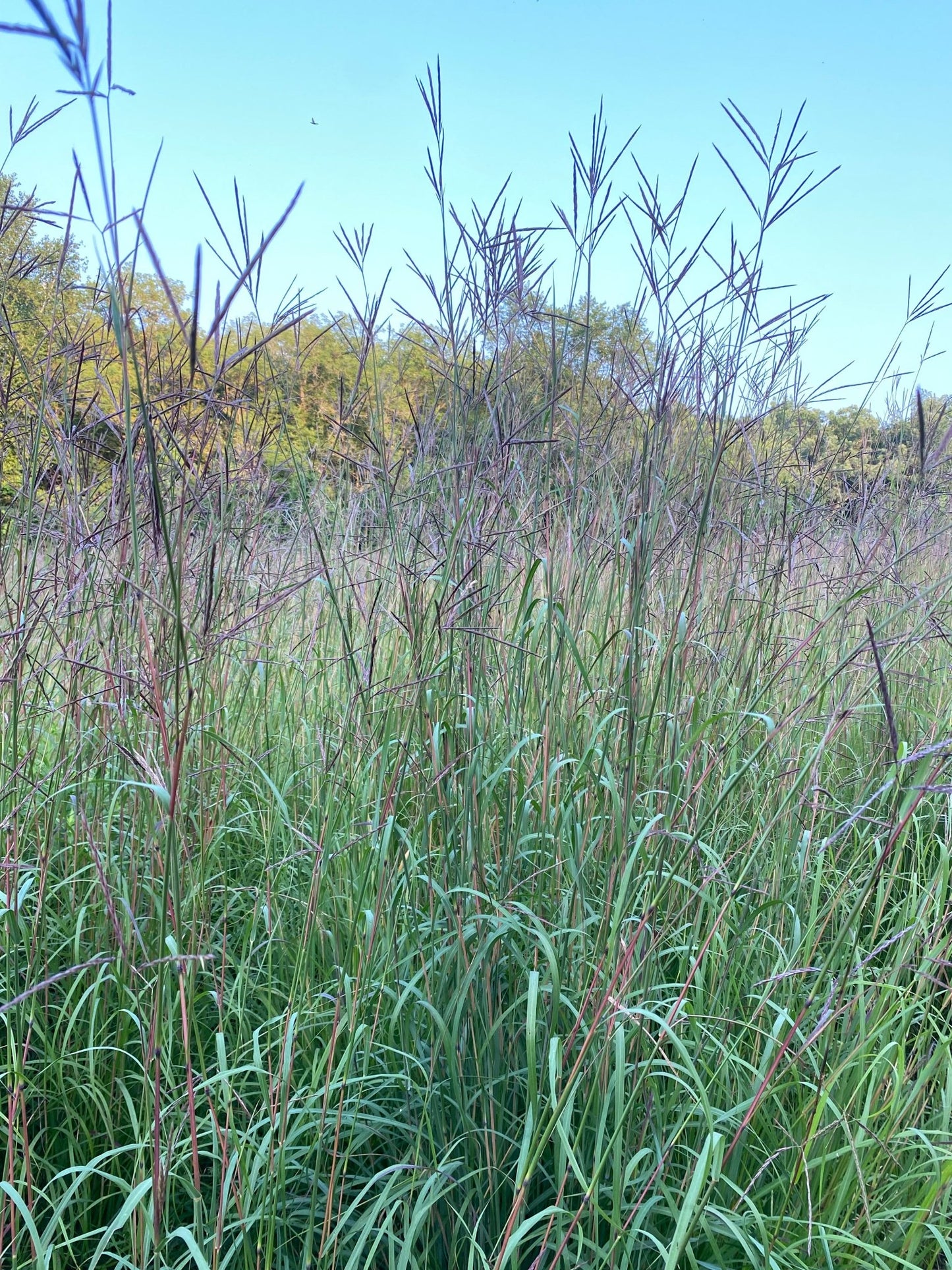 Big Bluestem - Hale Habitat & Seed