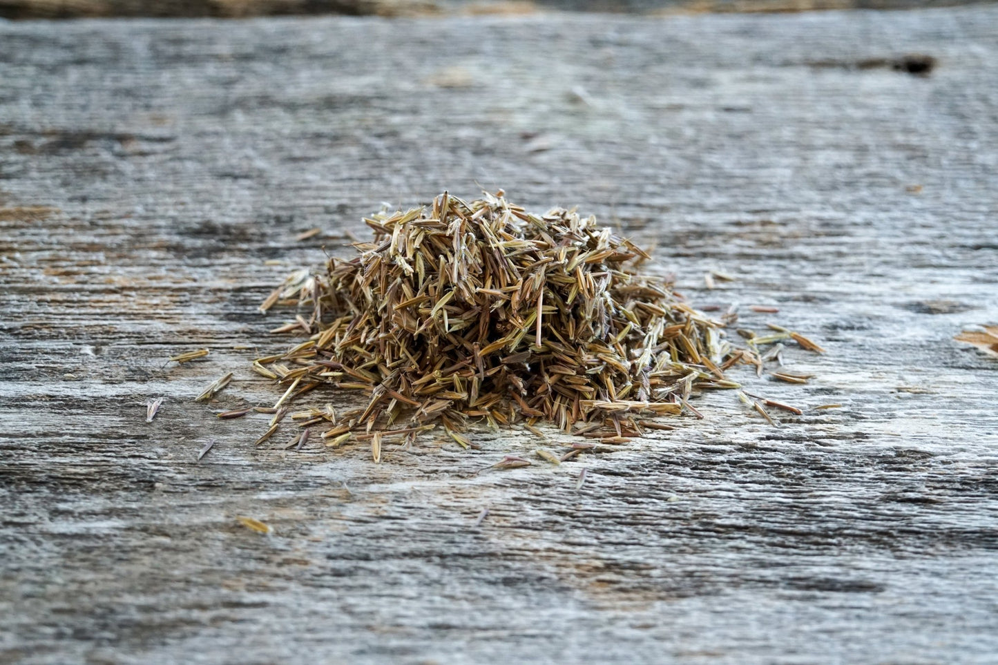 Big Bluestem - Hale Habitat & Seed