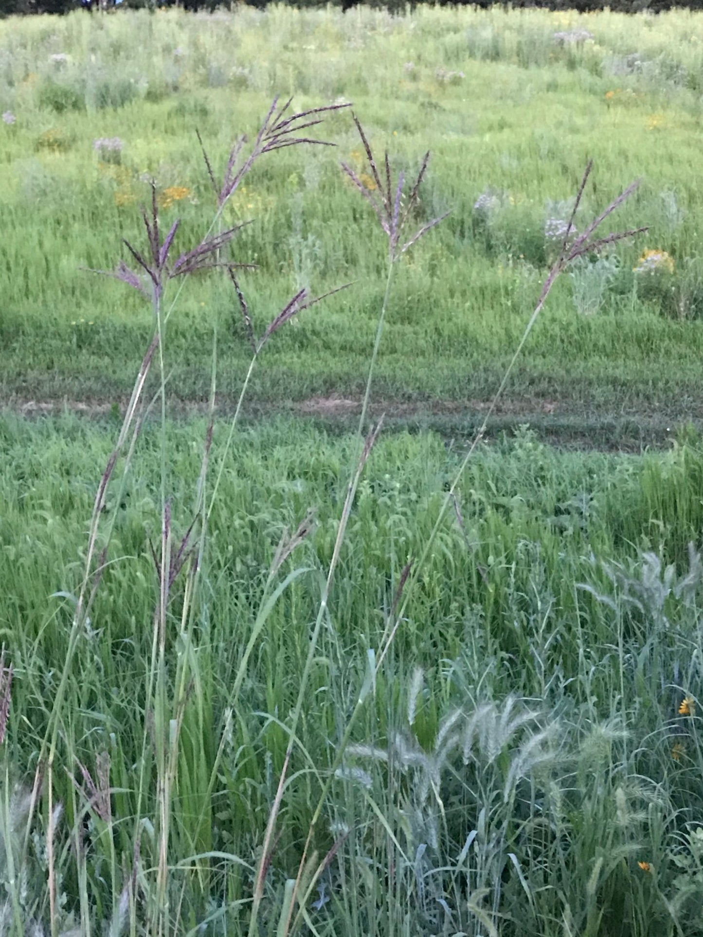 Big Bluestem - Hale Habitat & Seed