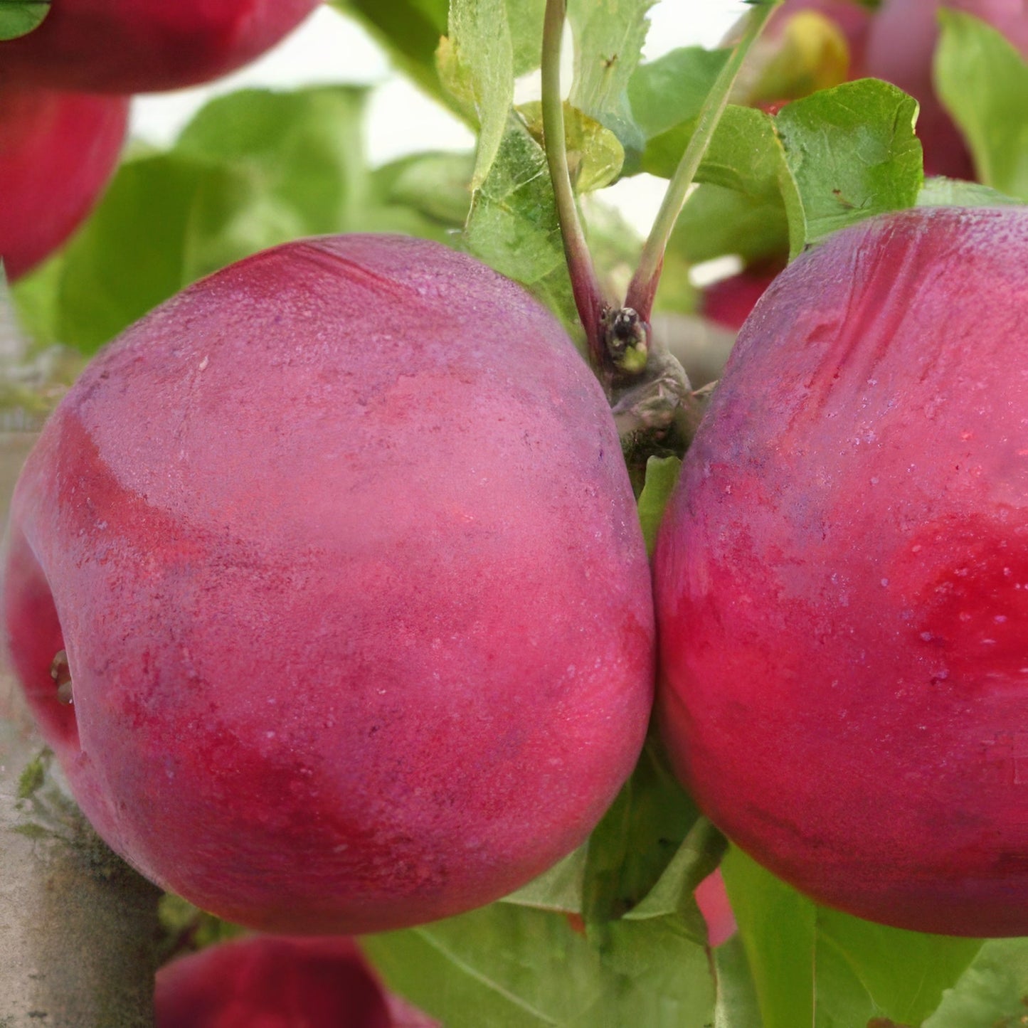 Big Rack Chestnut & Fruit Tree Bundle - 10 Trees and Kits - Hale Habitat & Seed