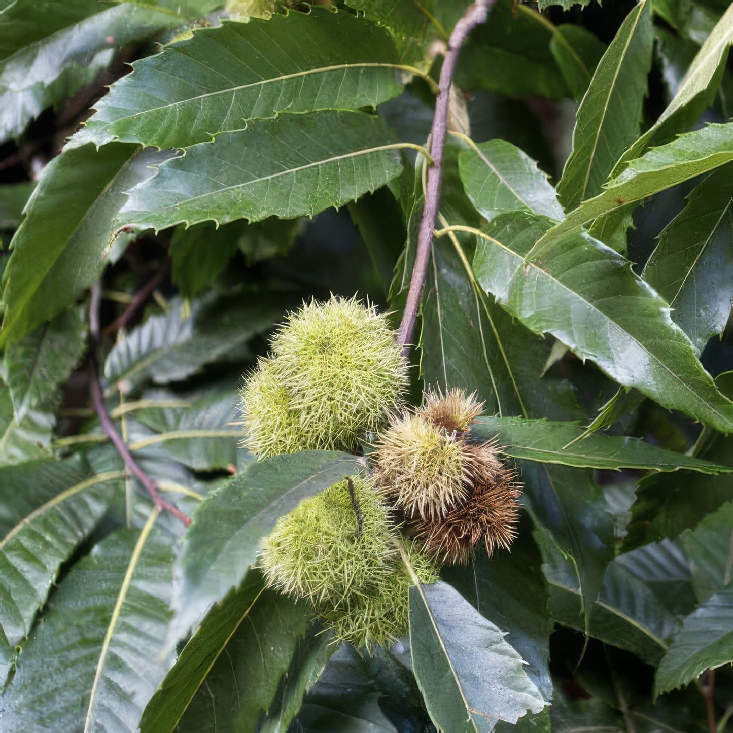 Big Rack Chestnut & Fruit Tree Bundle - 10 Trees and Kits - Hale Habitat & Seed