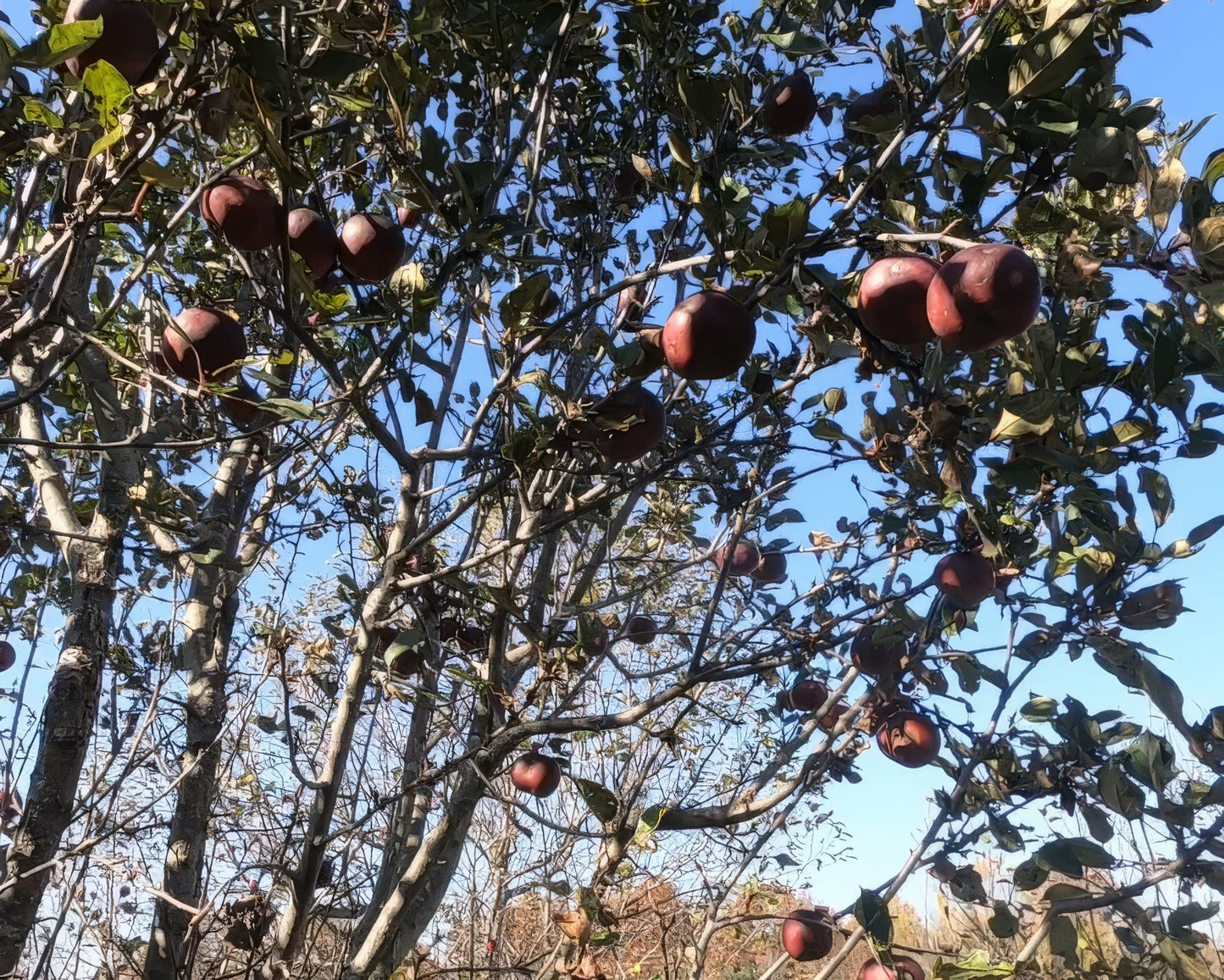 Big Rack Chestnut & Fruit Tree Bundle - 10 Trees and Kits - Hale Habitat & Seed