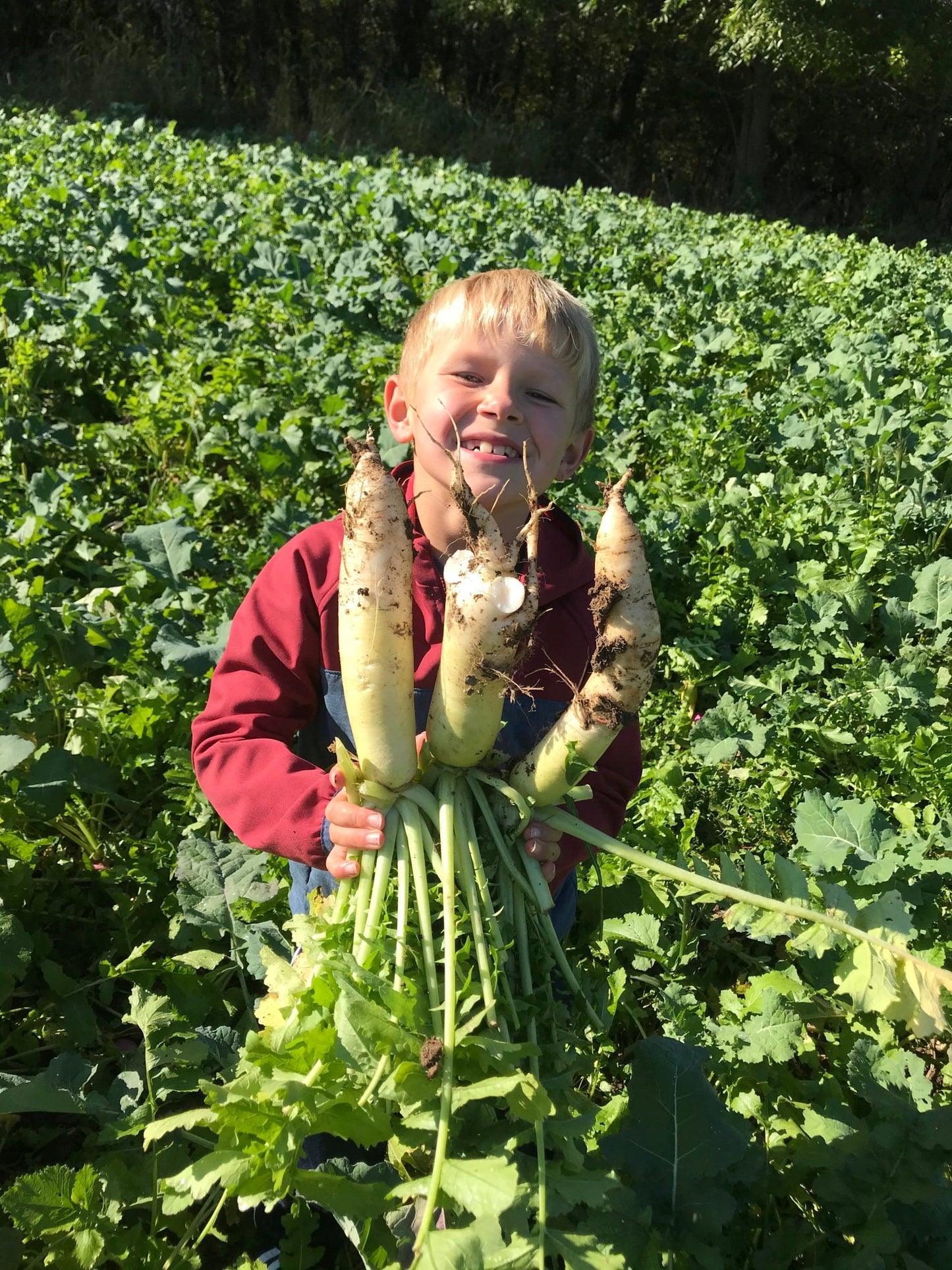 Brassica Blend Food Plot Mix - Hale Habitat & Seed