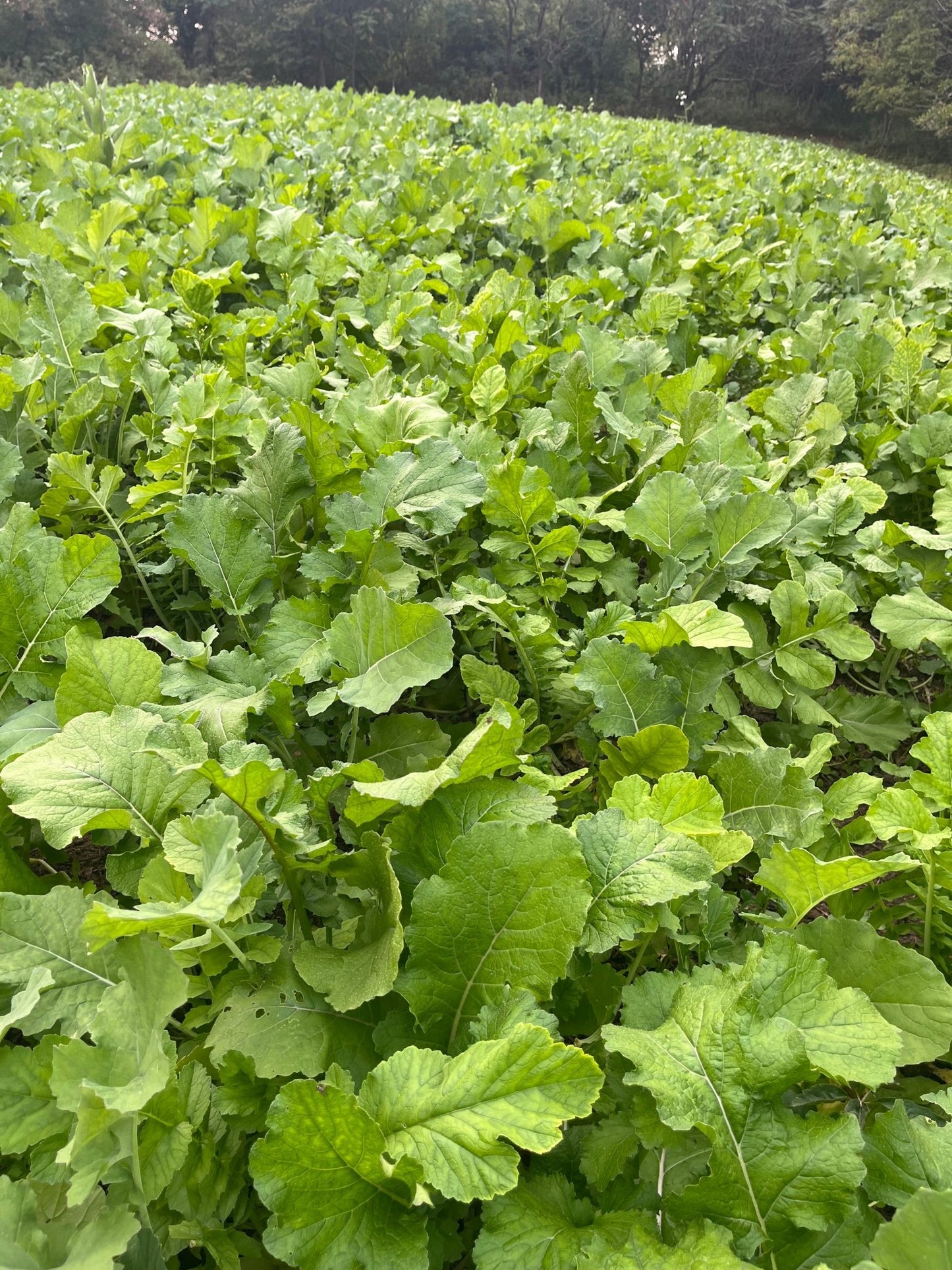 Brassica Blend Food Plot Mix - Hale Habitat & Seed