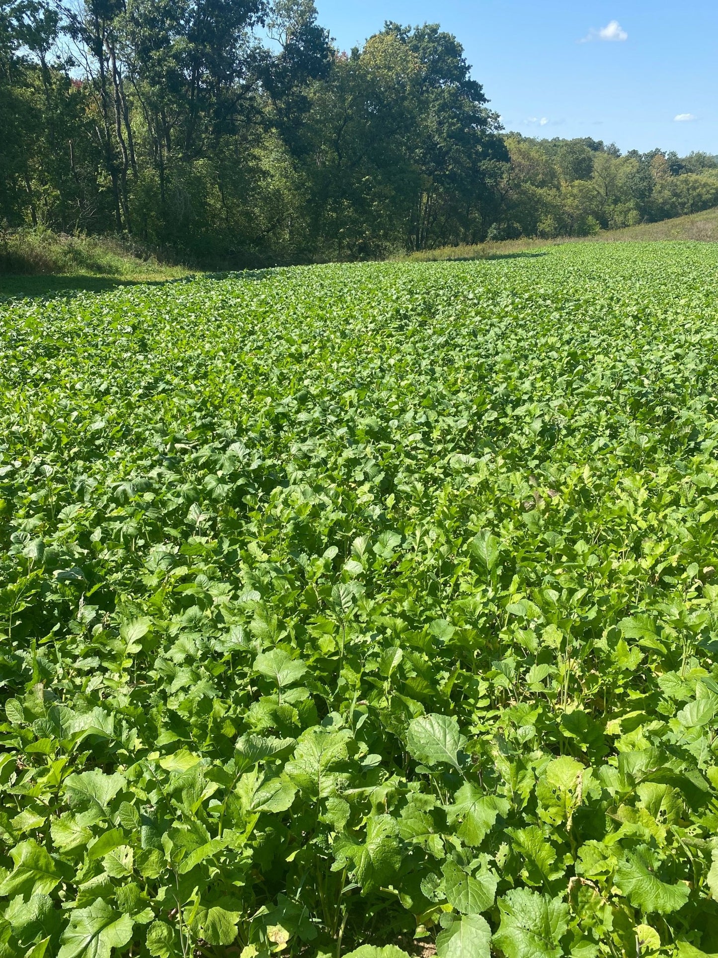 Brassica Blend Food Plot Mix - Hale Habitat & Seed