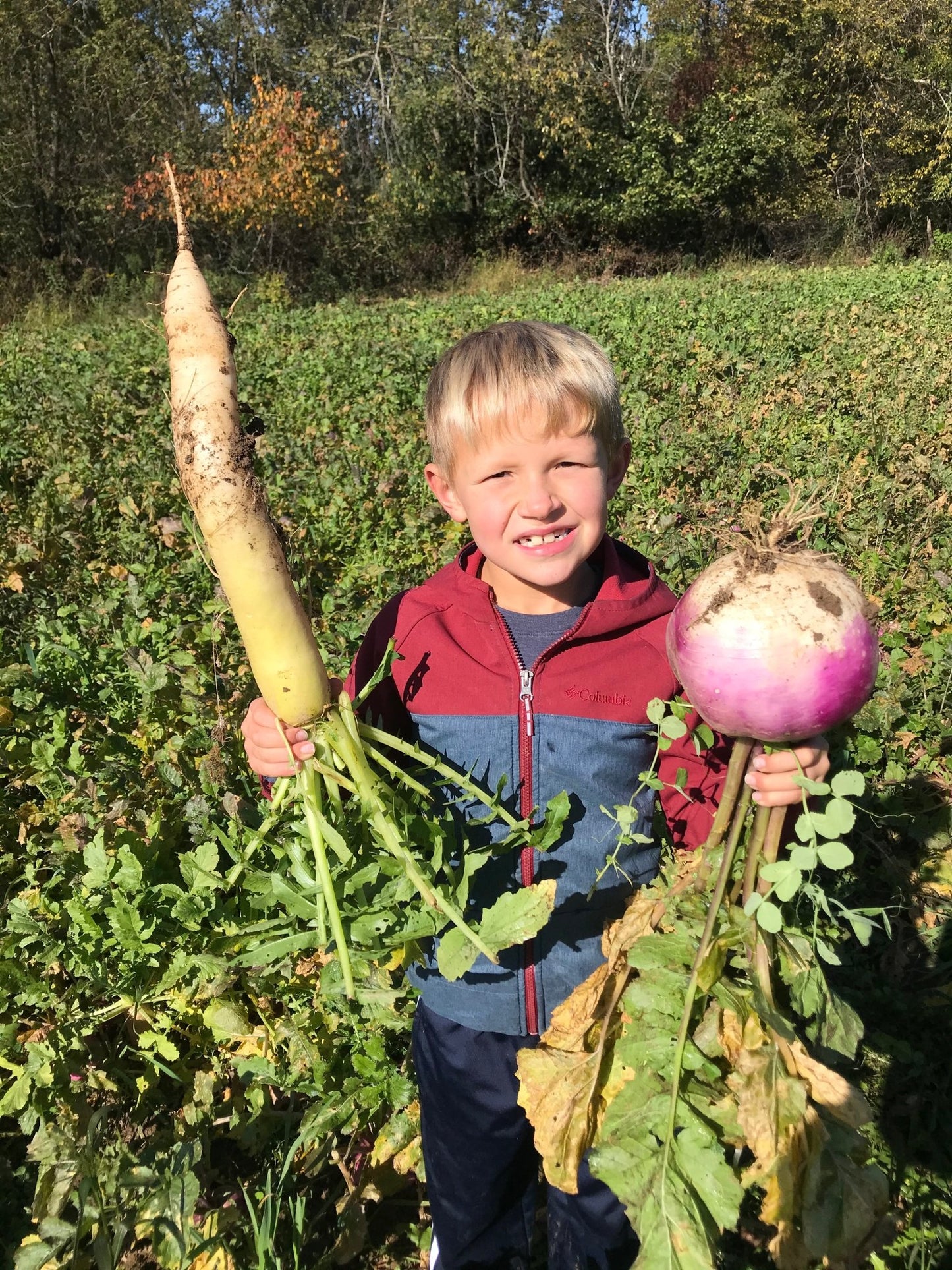 Brassica Blend Food Plot Mix - Hale Habitat & Seed