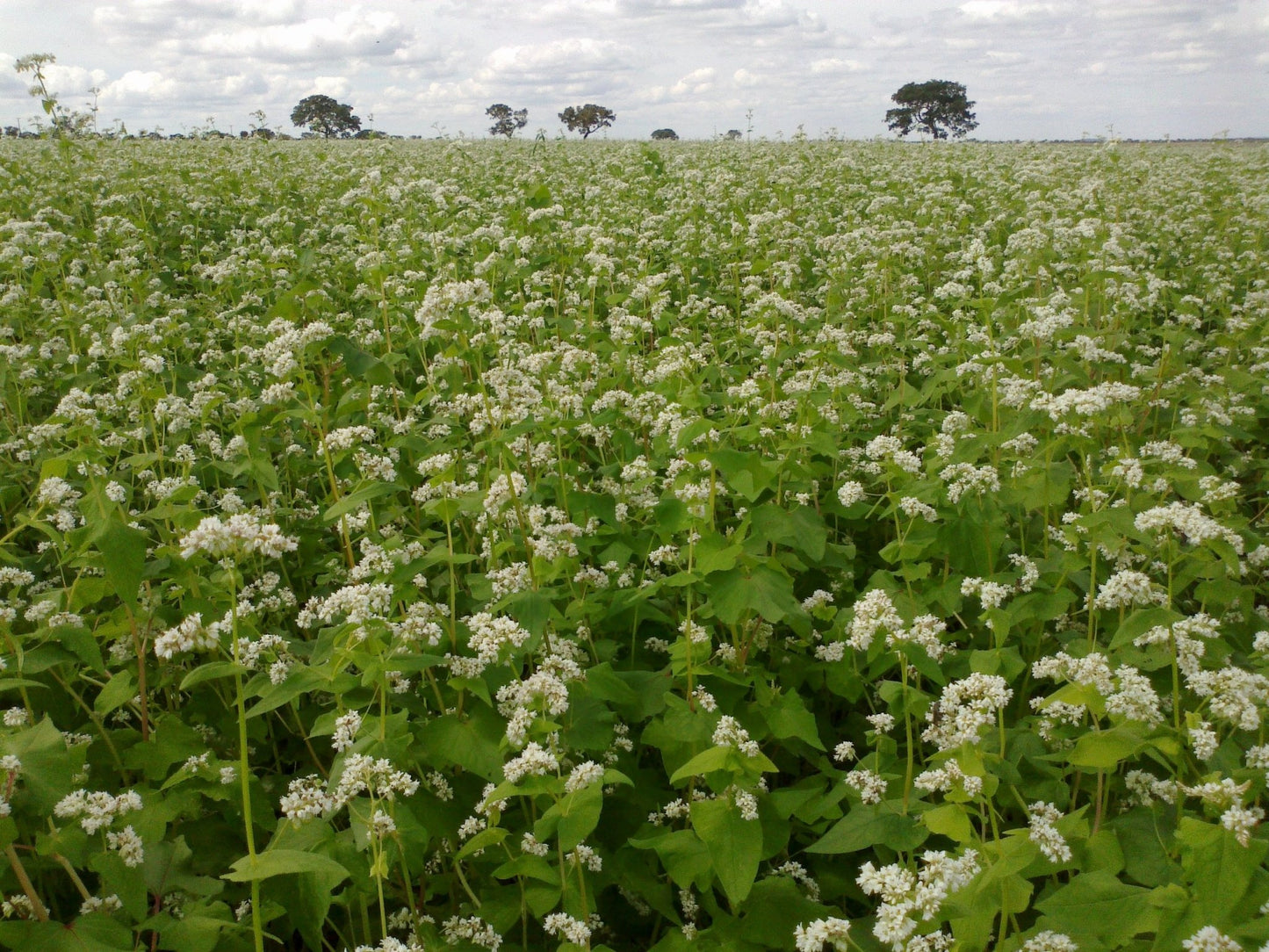Buckwheat - Hale Habitat & Seed