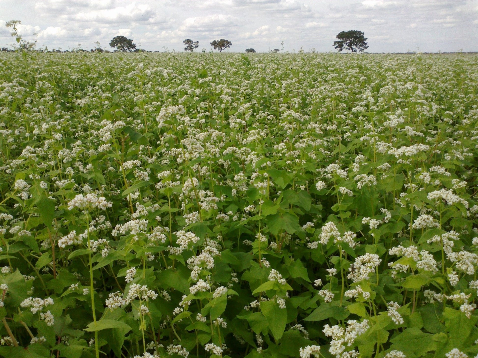 Buckwheat - Hale Habitat & Seed