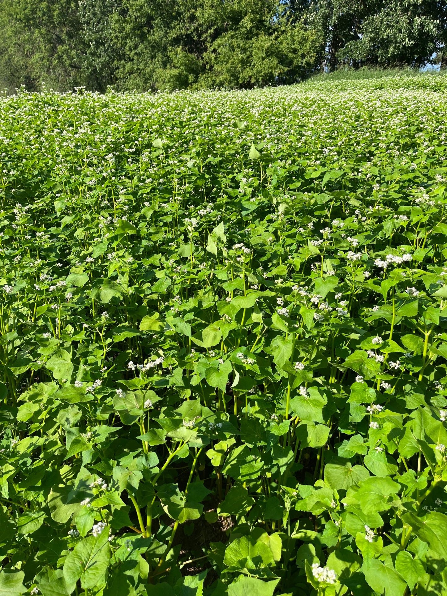 Buckwheat - Hale Habitat & Seed