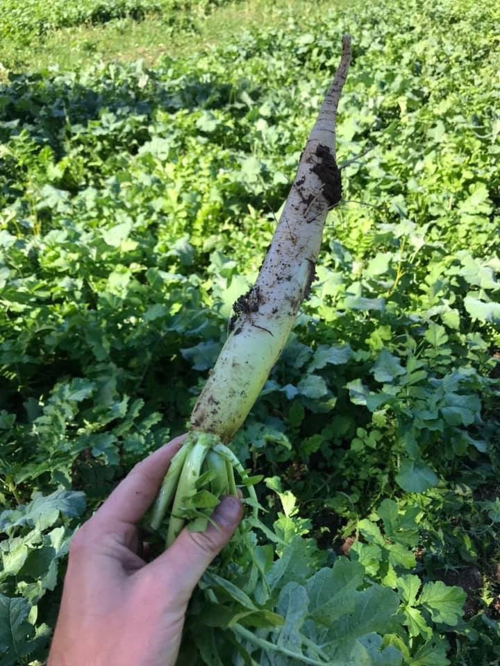 Cabbage, Radish, & Clovers Food Plot Mix - Hale Habitat & Seed