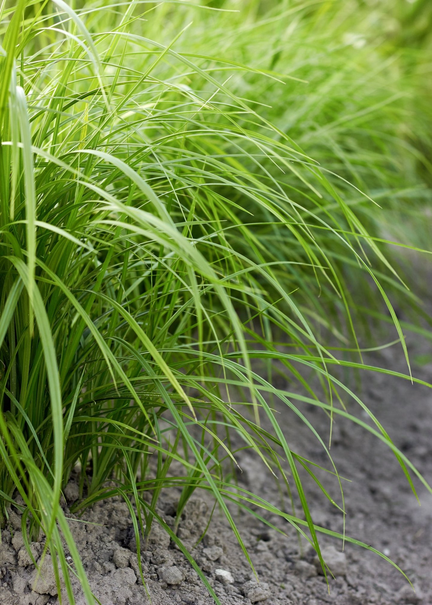 Chufa - Hale Habitat & Seed