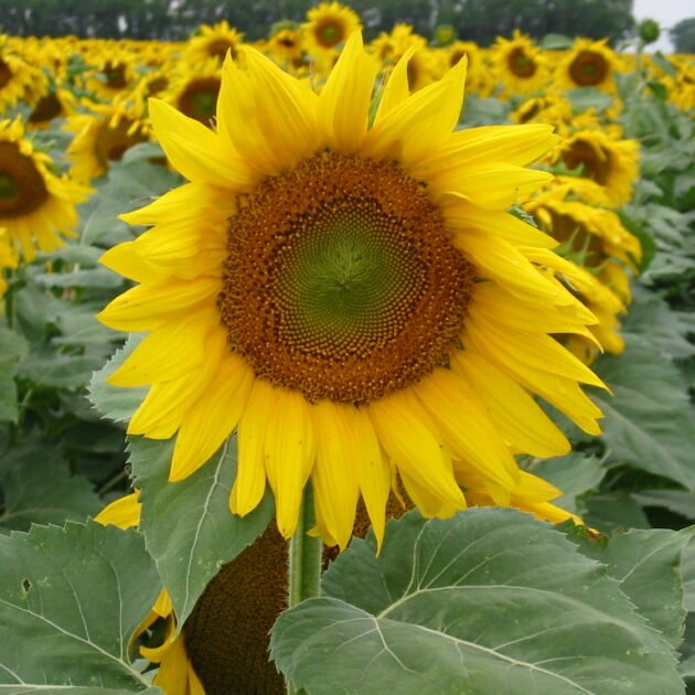 Clearfield® Hybrid Sunflowers - Hale Habitat & Seed