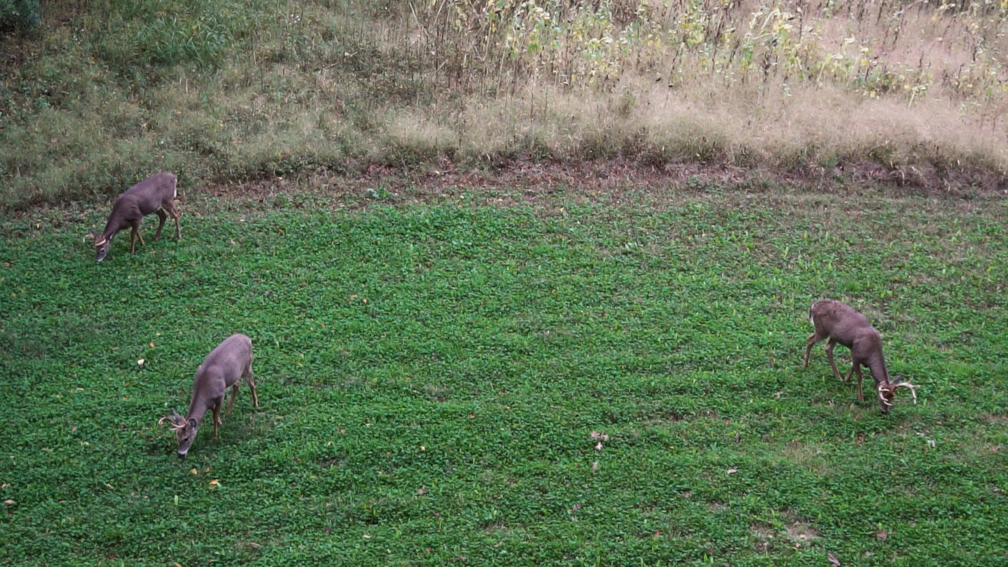 Clovers, Alfalfa, & Chicory Food Plot Mix - Hale Habitat & Seed