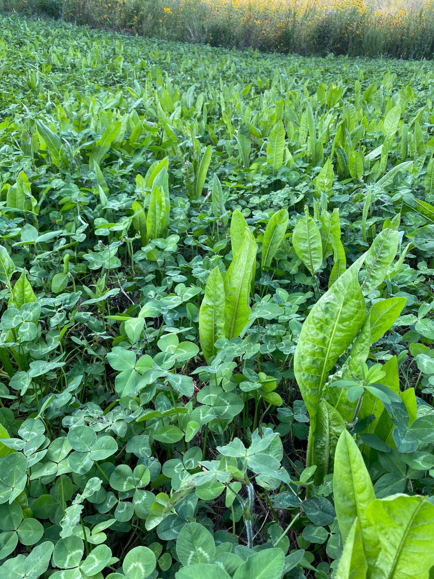 Clovers, Alfalfa, & Chicory Food Plot Mix - Hale Habitat & Seed