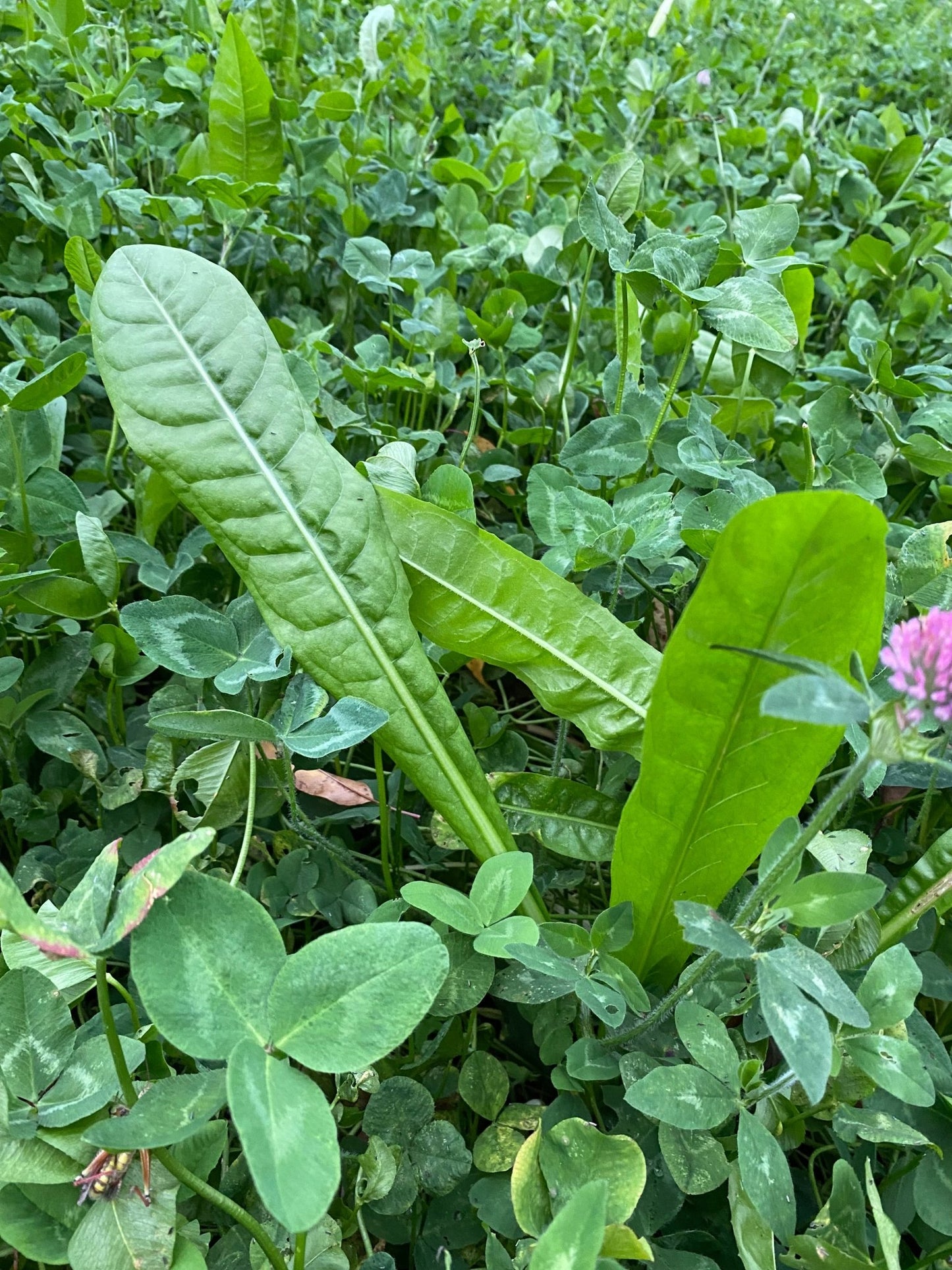 Clovers, Alfalfa, & Chicory Food Plot Mix - Hale Habitat & Seed