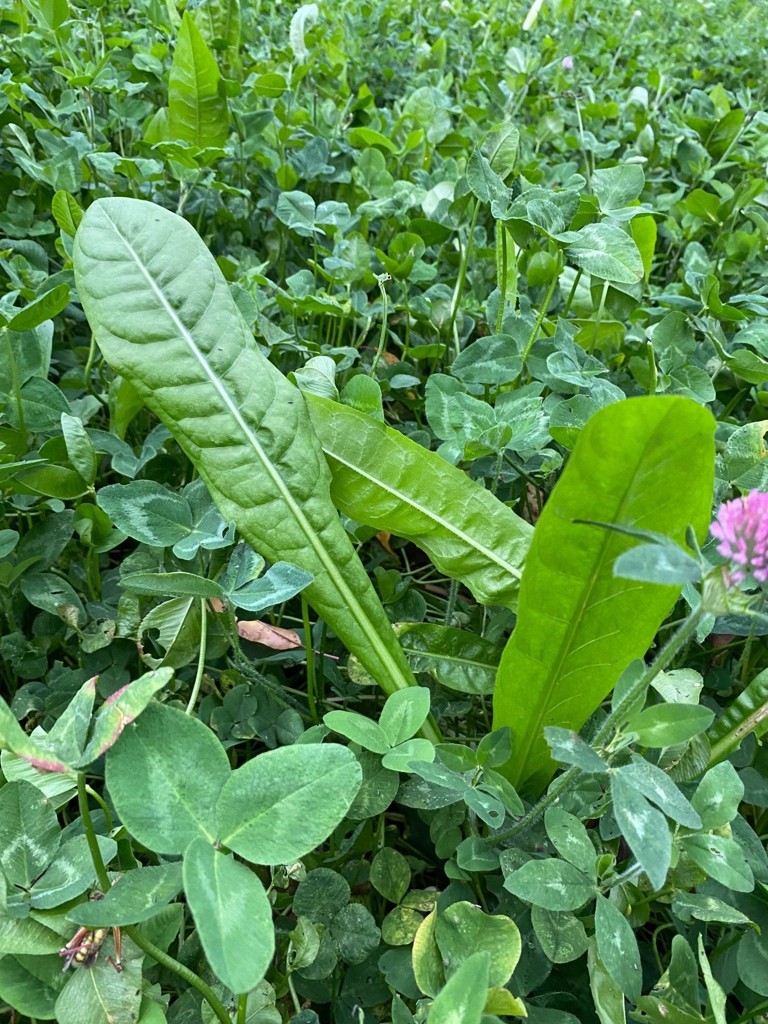 Clovers, Alfalfa, & Chicory Food Plot Mix - Hale Habitat & Seed