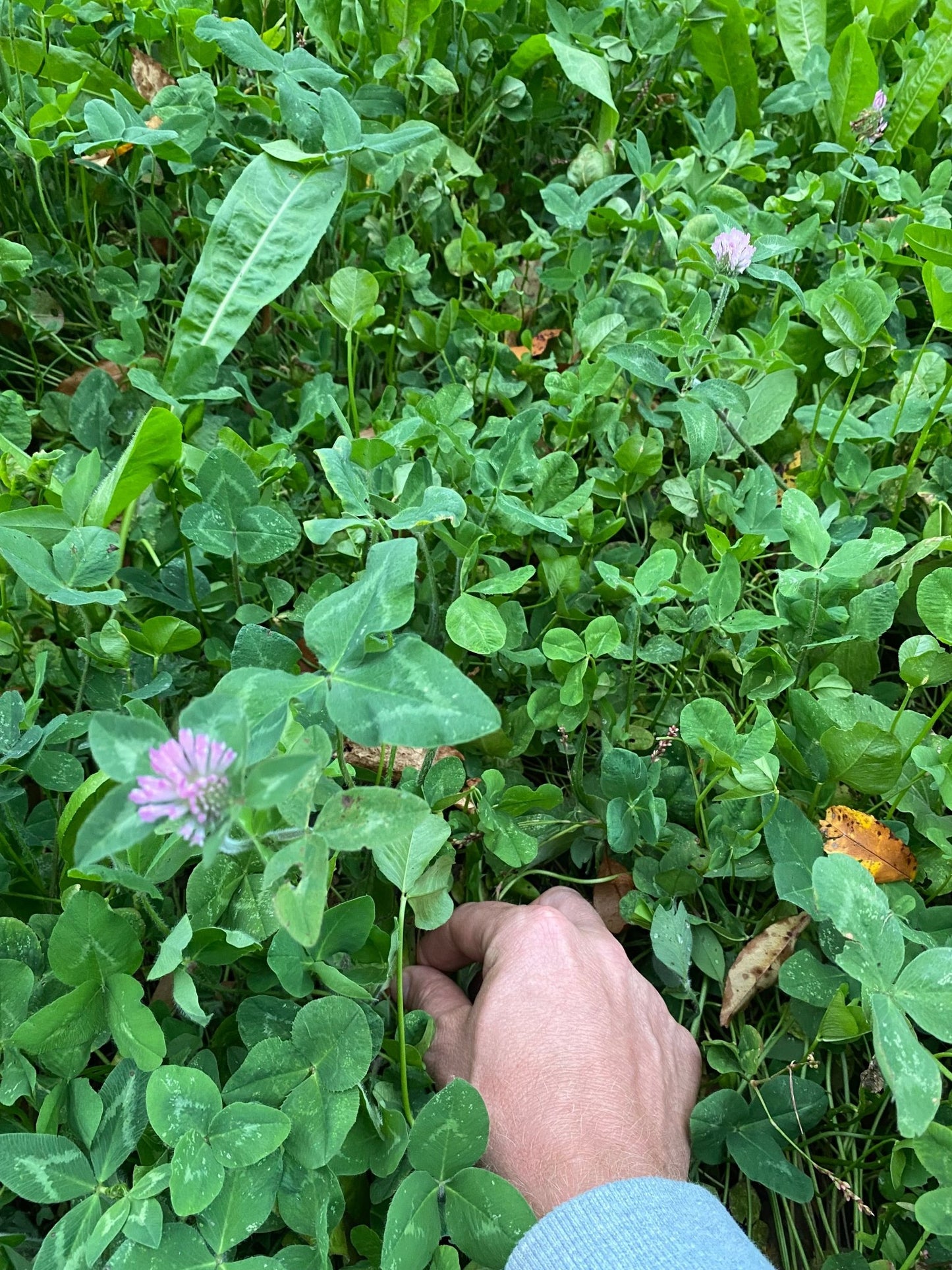 Clovers, Alfalfa, & Chicory Food Plot Mix - Hale Habitat & Seed