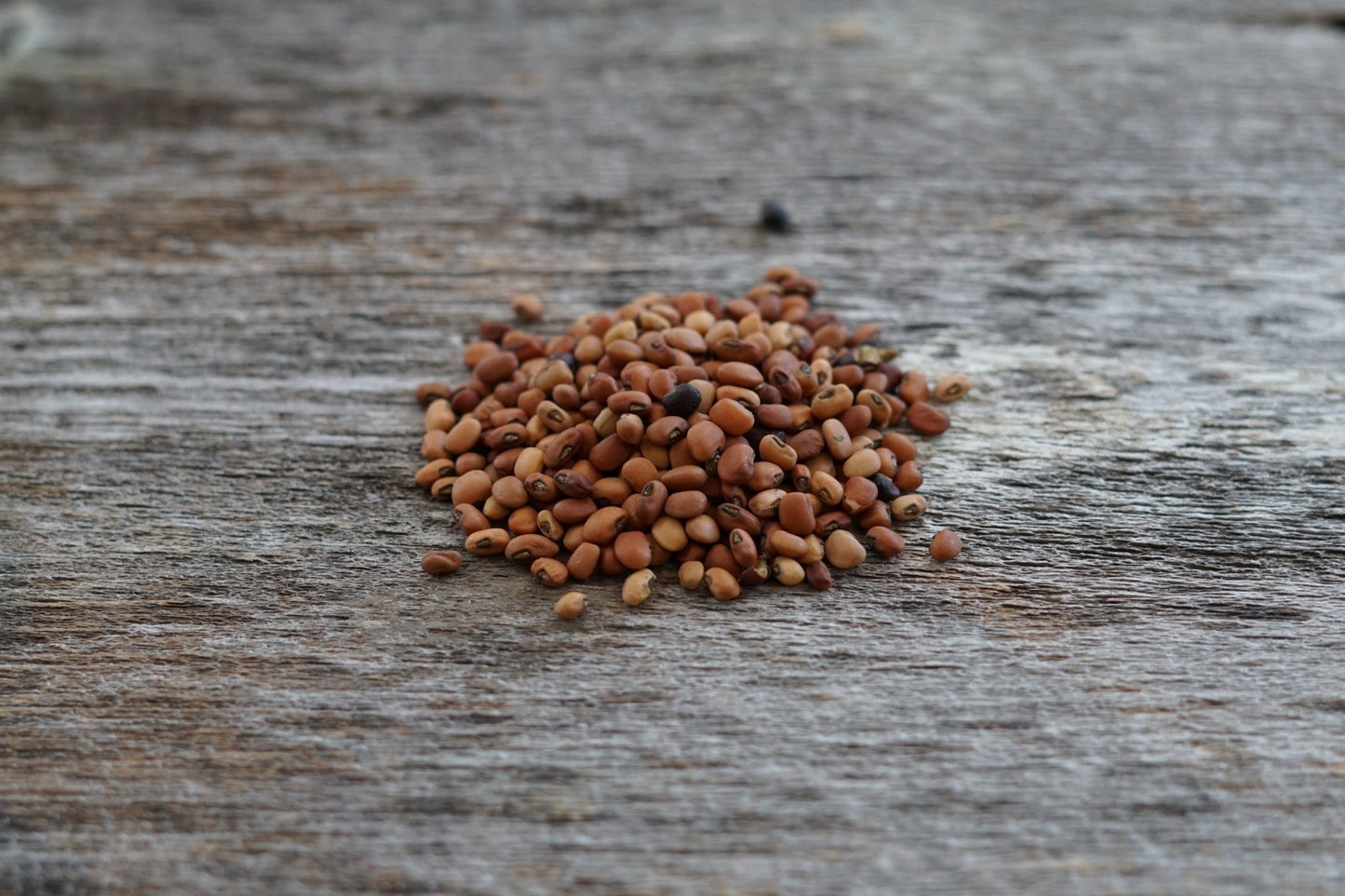 Cowpea - Hale Habitat & Seed