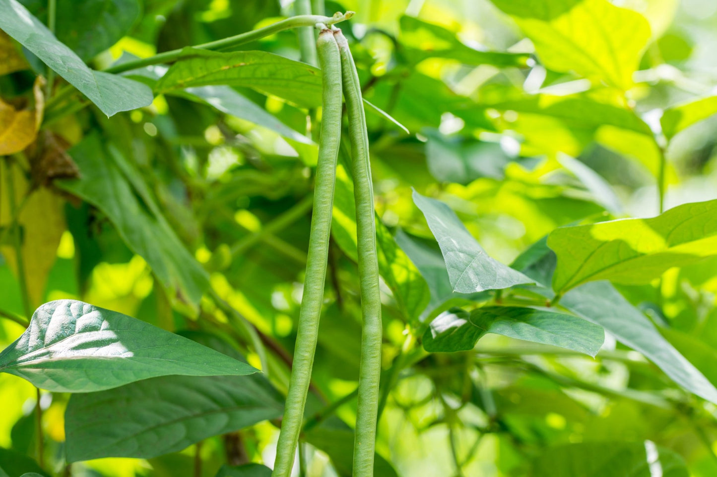 Cowpea - Hale Habitat & Seed