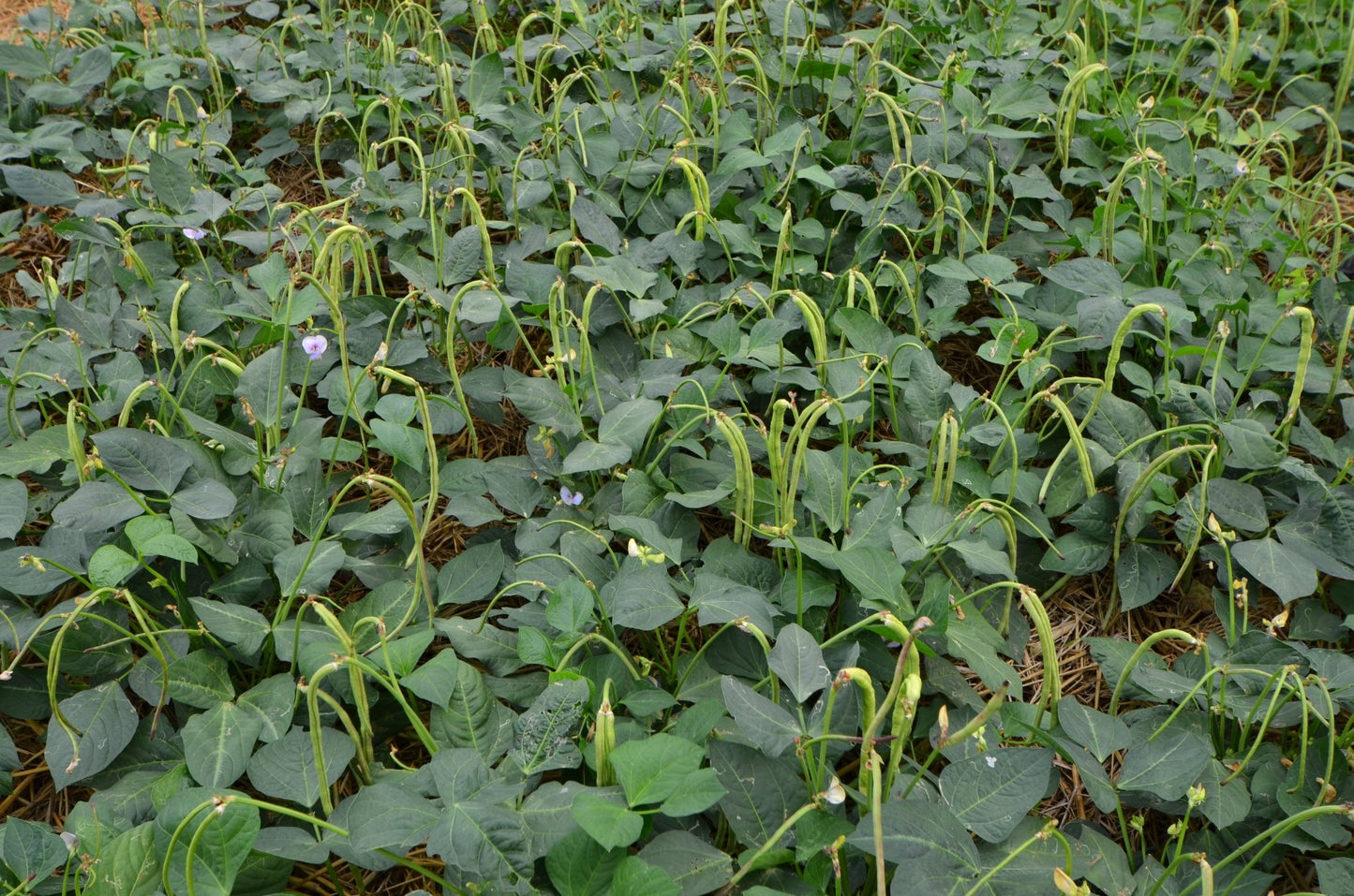 Cowpea - Hale Habitat & Seed