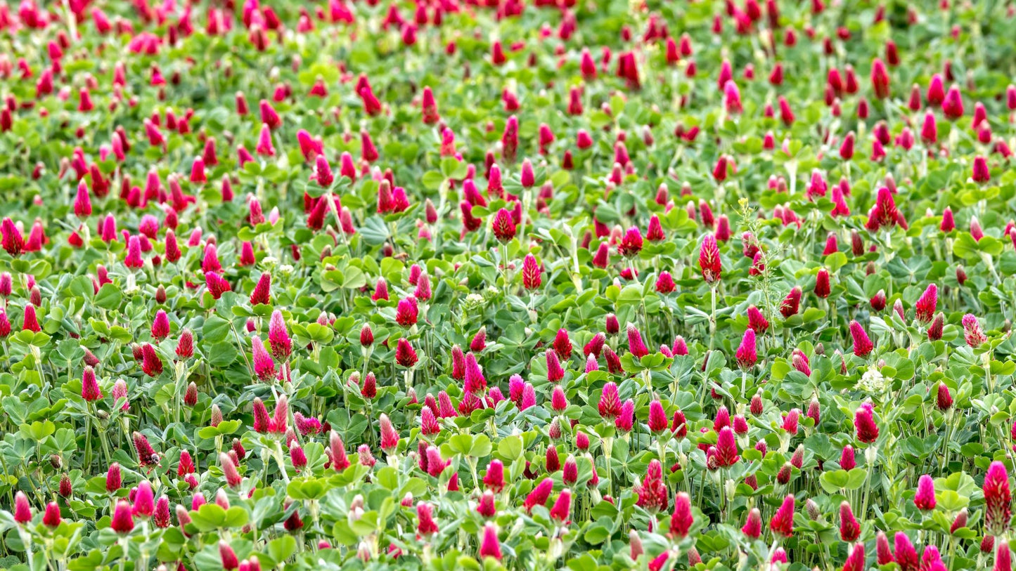 Crimson Clover (pre - inoculated) - Hale Habitat & Seed