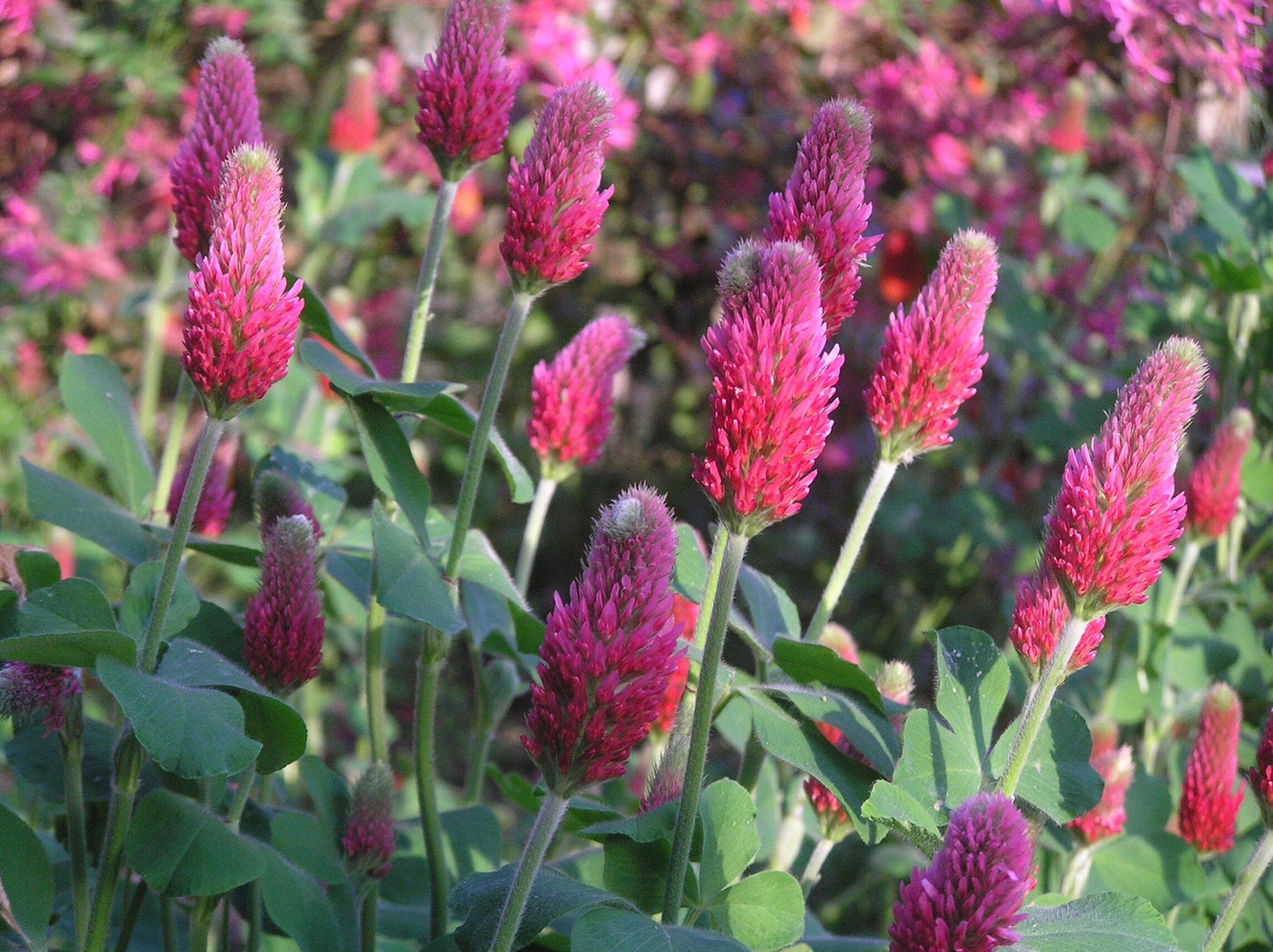 Crimson Clover (pre - inoculated) - Hale Habitat & Seed