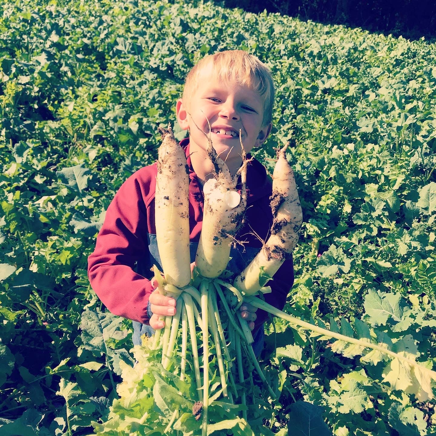 Daikon Radish - Hale Habitat & Seed
