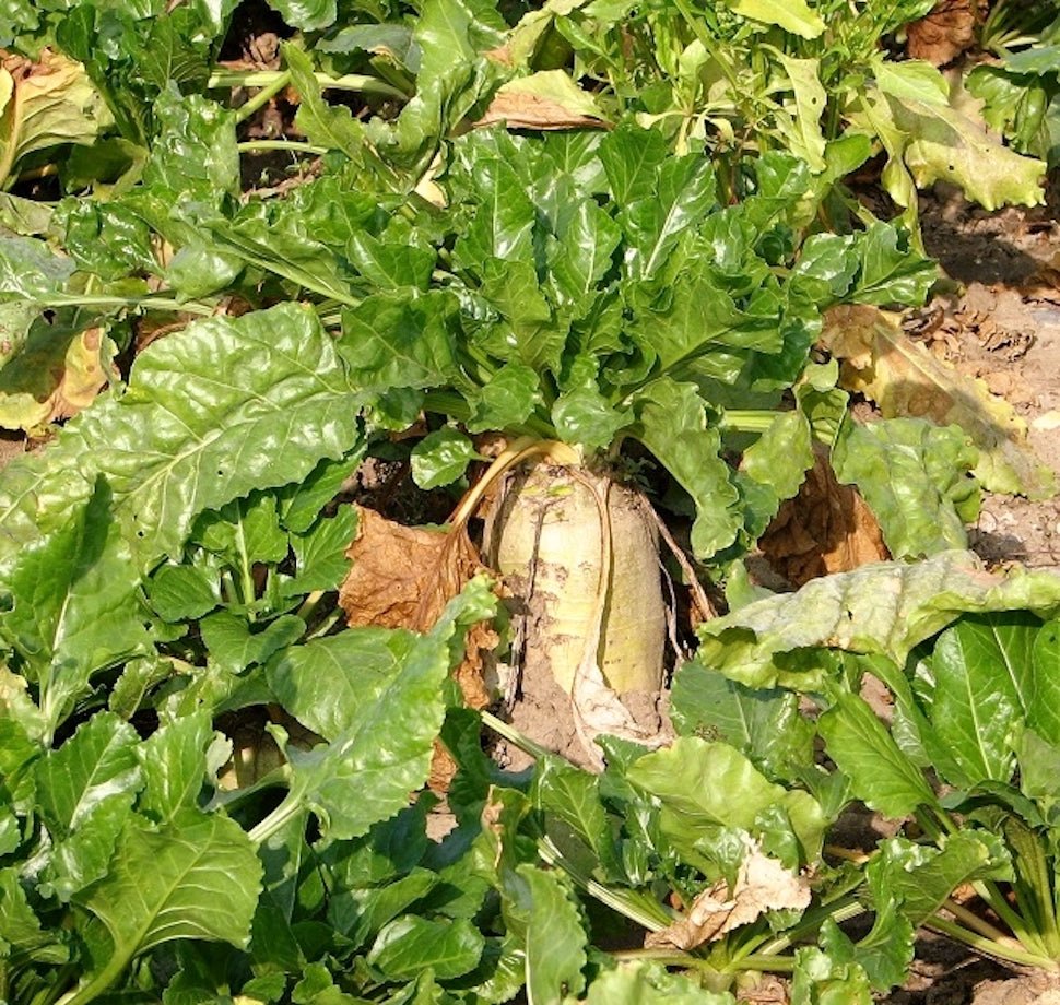 Daikon Radish - Hale Habitat & Seed