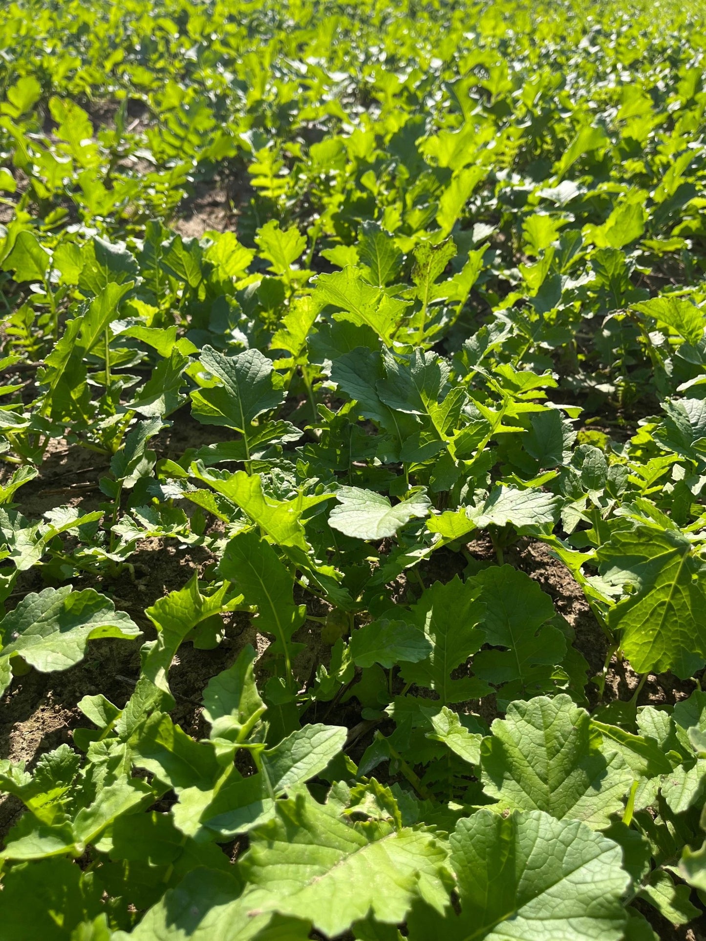 Daikon Radish - Hale Habitat & Seed
