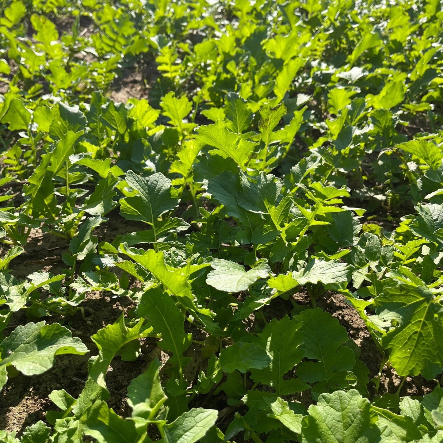 Daikon Radish - Hale Habitat & Seed