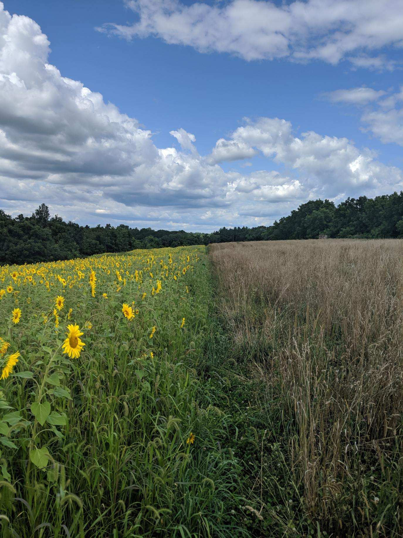 Deer & Upland Bird Blend Food Plot Mix - Hale Habitat & Seed