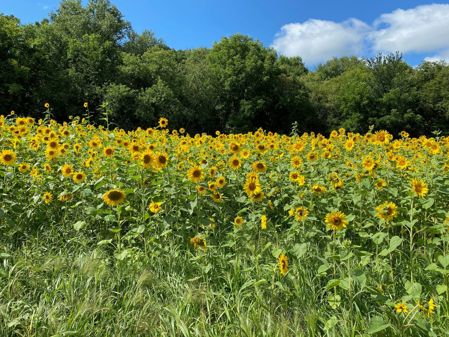 Deer & Upland Bird Blend Food Plot Mix - Hale Habitat & Seed
